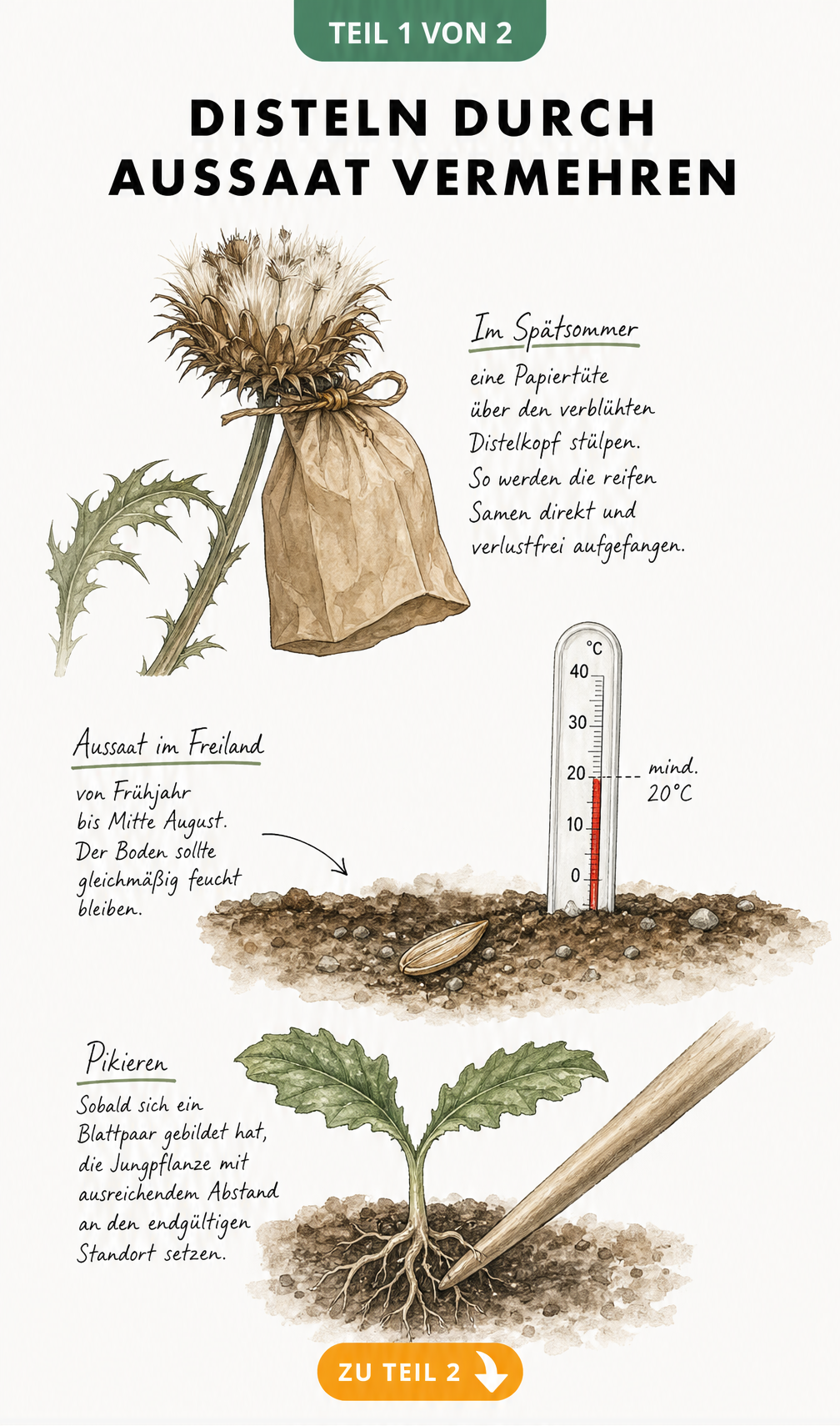 Handgezeichnete Illustration zur Vermehrung von Disteln durch Aussaat mit Samen, Thermometer und Sämling