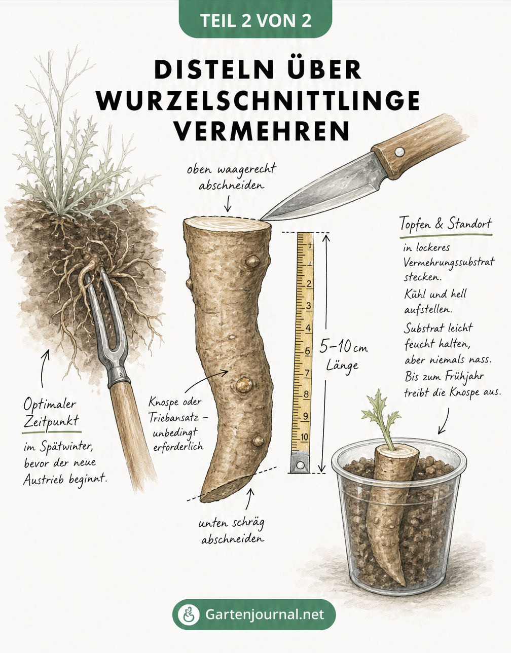 Skizze zur Vermehrung von Disteln über Wurzelschnittlinge mit Grabgabel, Gärtnermesser und Anzuchttopf