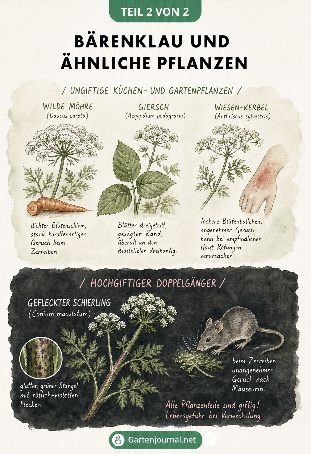 Illustration von Doldenblütlern: Wilde Möhre, Giersch und Wiesen-Kerbel im Vergleich zum giftigen Gefleckten Schierling