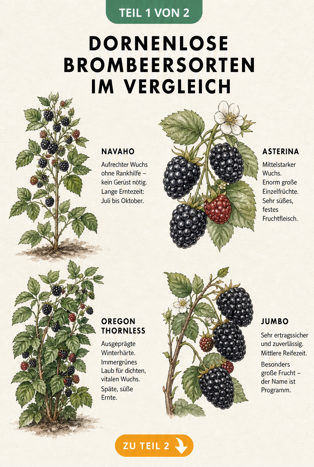 Vier dornenlose Brombeersorten im Vergleich: Navaho, Asterina, Oregon Thornless und Jumbo mit Wuchsform und Früchten