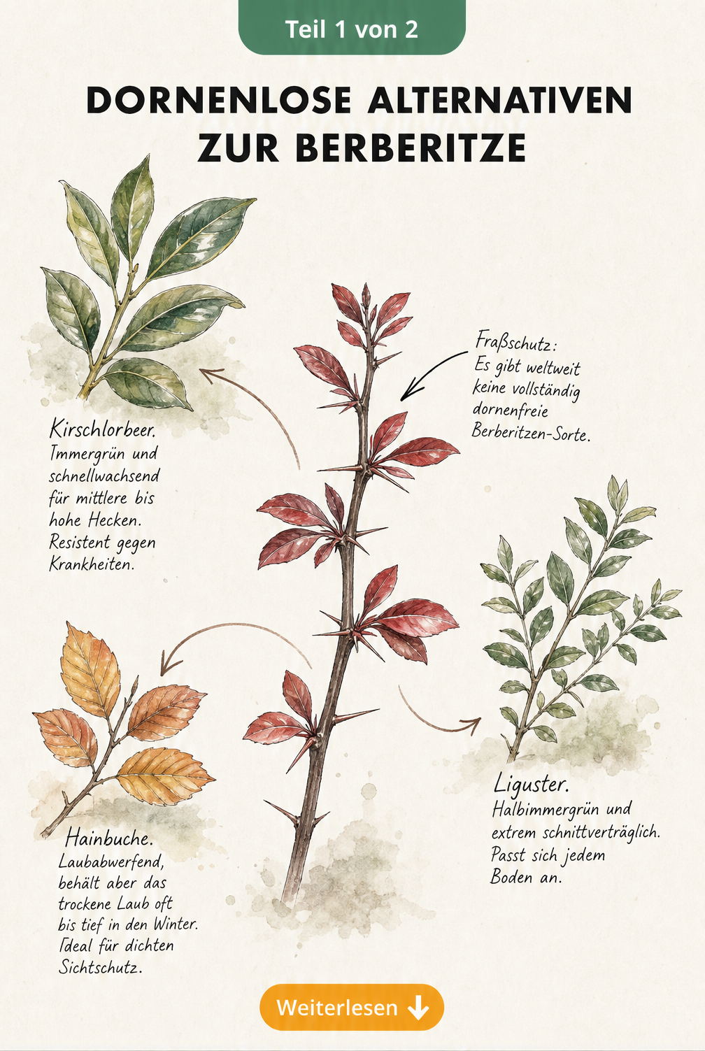 Illustration von dornenlosen Heckenpflanzen wie Kirschlorbeer, Liguster und Hainbuche als Alternative zur Berberitze