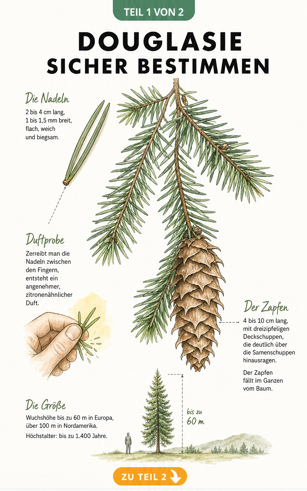 Botanische Illustration der Douglasie mit Details zu Nadeln, Zapfen und Wuchshöhe