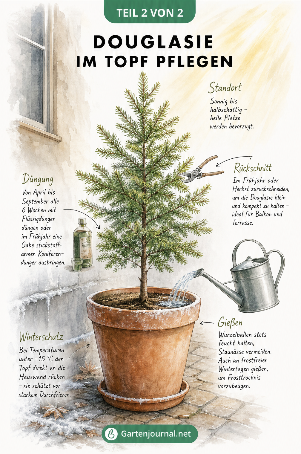 Illustration einer Douglasie im Terrakotta-Topf vor einer Hauswand, mit Hinweisen zu Standort, Rückschnitt, Düngung und Bewässerung.