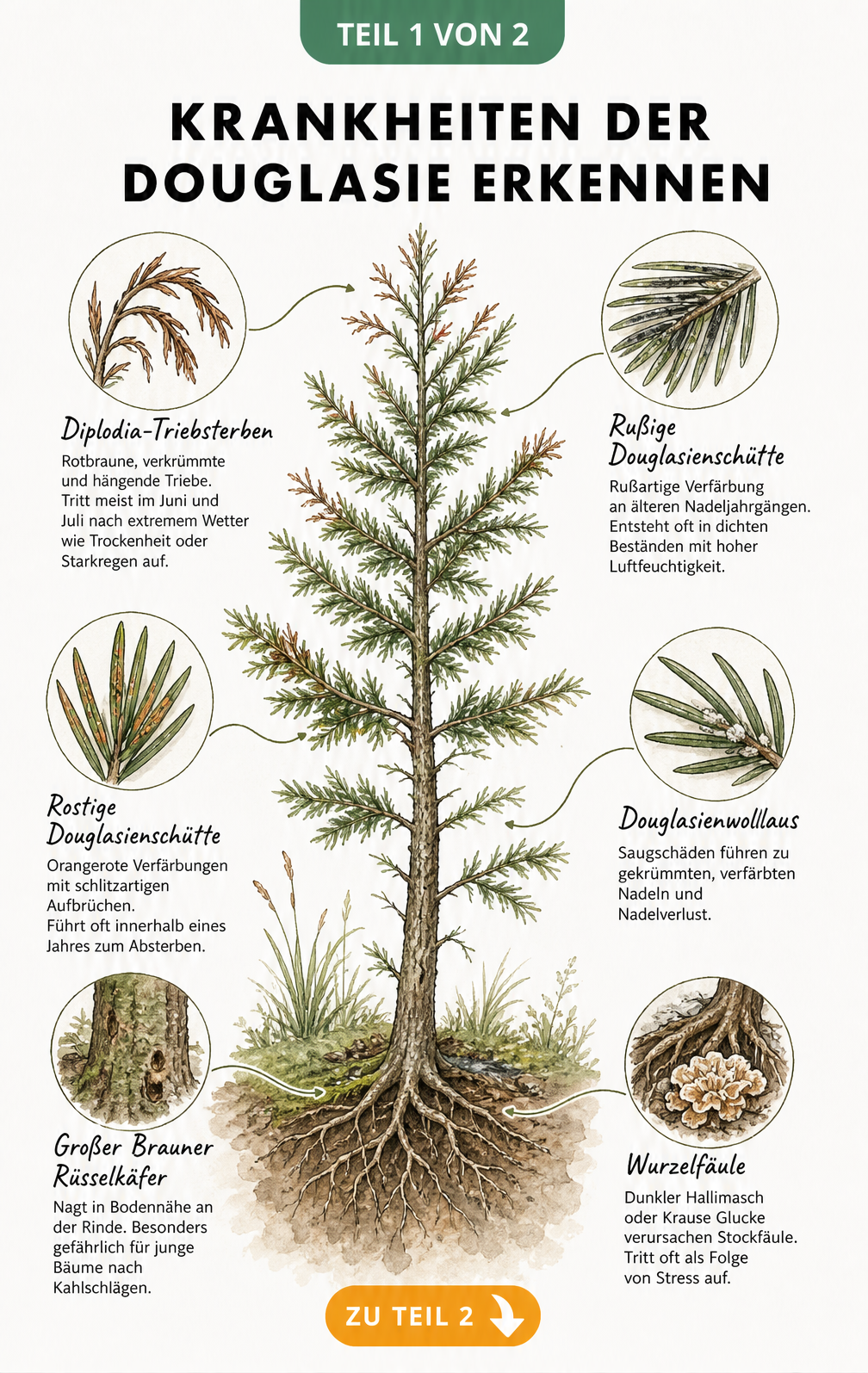 Botanische Illustration einer jungen Douglasie mit Detailansichten von Schadbildern wie Diplodia-Triebsterben, Douglasienschütte und Wurzelfäule