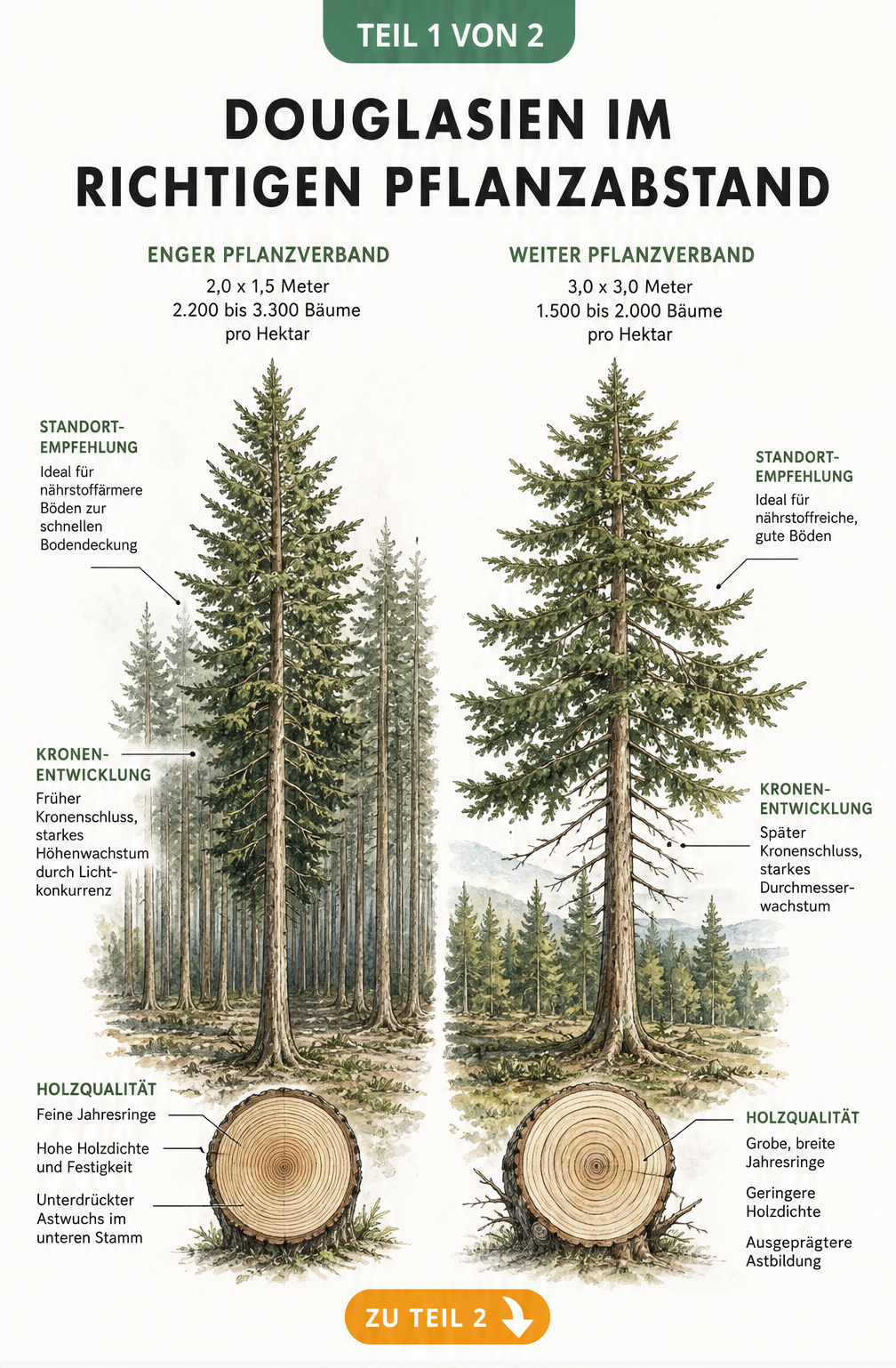 Illustration zweier Douglasien im Vergleich: enger Pflanzverband mit feinen Jahresringen gegenüber weitem Pflanzverband mit groben Jahresringen