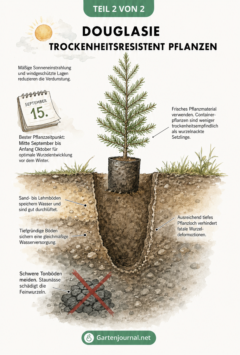 Querschnitt-Zeichnung eines idealen Pflanzlochs für eine Douglasie im Waldboden mit Hinweisen zu Pflanzzeitpunkt und Bodenbeschaffenheit.