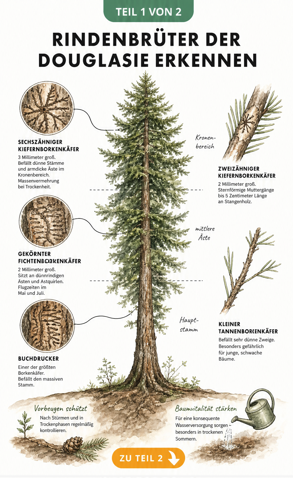 Illustration einer Douglasie mit Detailansichten der Fraßbilder von Sechszähniger Kiefernborkenkäfer, Gekörnter Fichtenborkenkäfer, Buchdrucker, Zweizähniger...