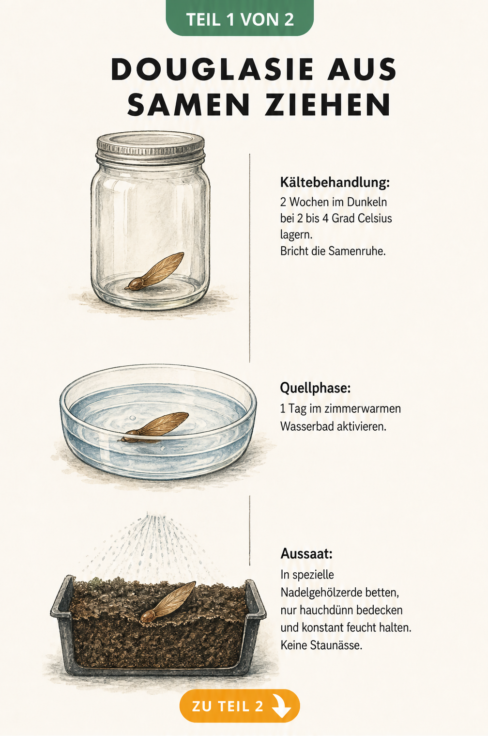 Botanische Illustration der drei Entwicklungsstadien eines Douglasiensamens: Kältebehandlung, Quellphase und Aussaat in Nadelgehölzerde.