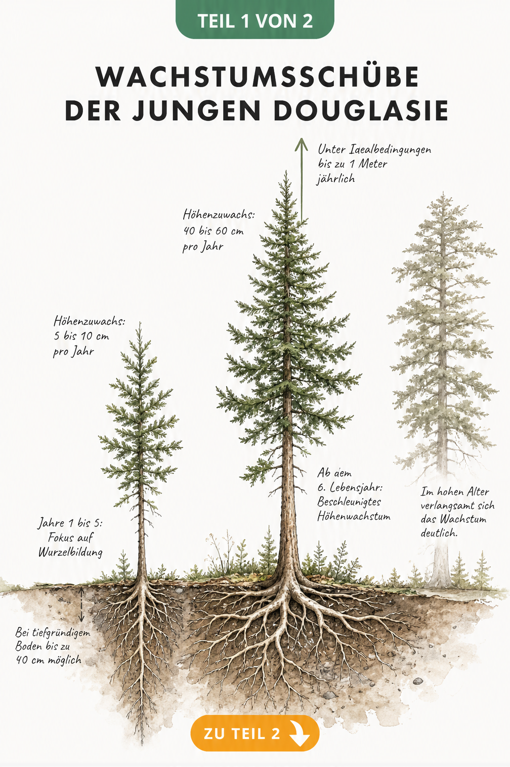 Illustration des Wurzel- und Höhenwachstums einer jungen Douglasie in den ersten Lebensjahren