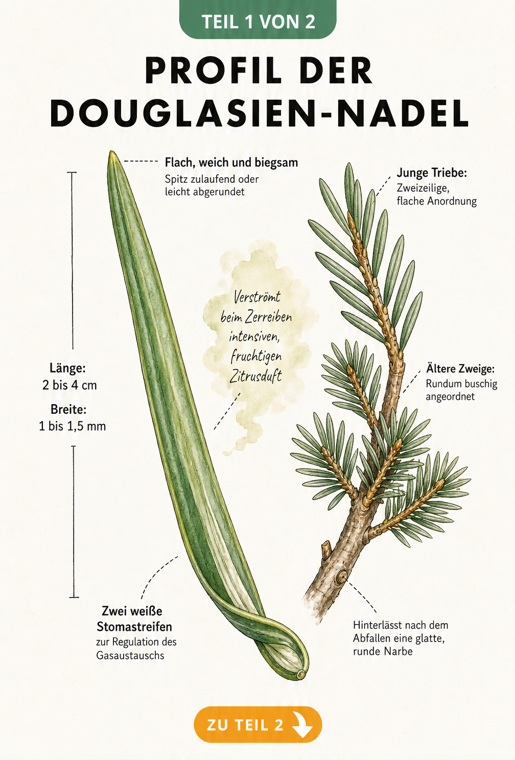 Botanische Illustration einer Douglasien-Nadel mit Beschriftungen zu Form, Farbe und Duft