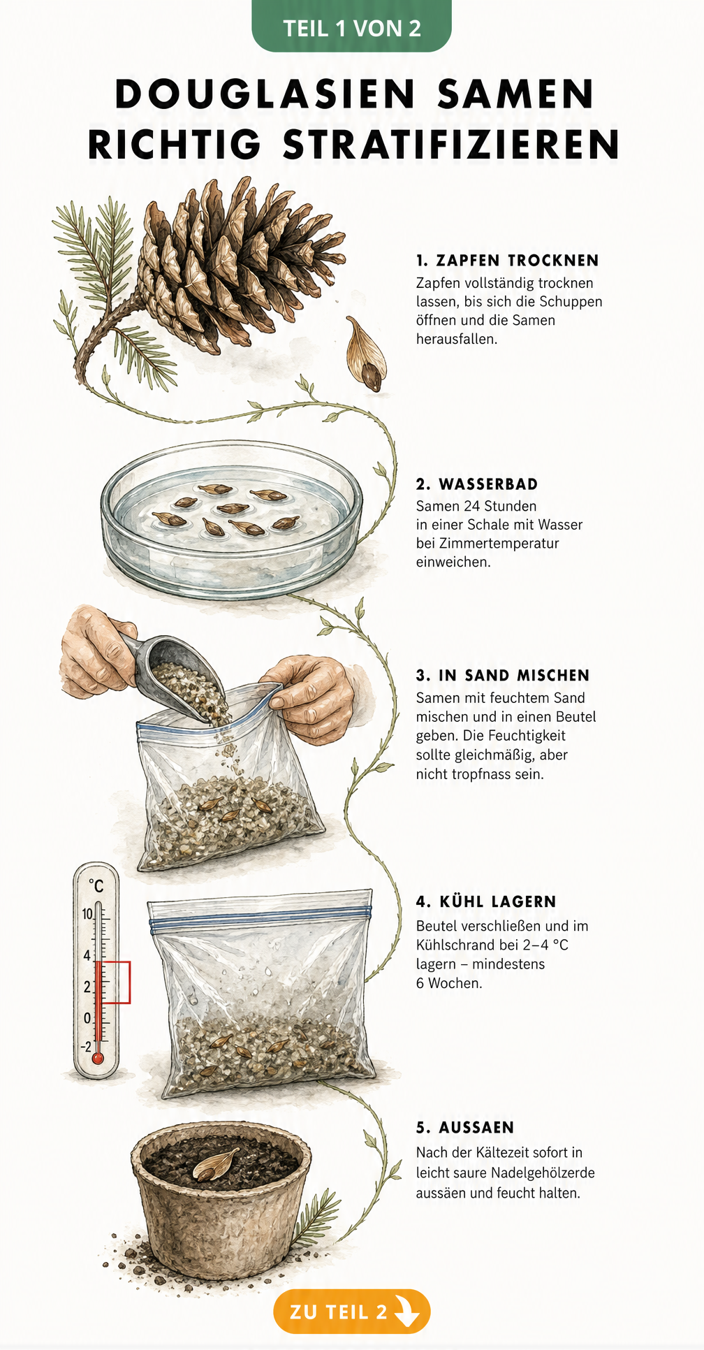 Botanische Illustration der Stratifikation von Douglasiensamen in fünf Schritten: vom Zapfen über das Wässern und die Kühlschranklagerung bis zur Aussaat.