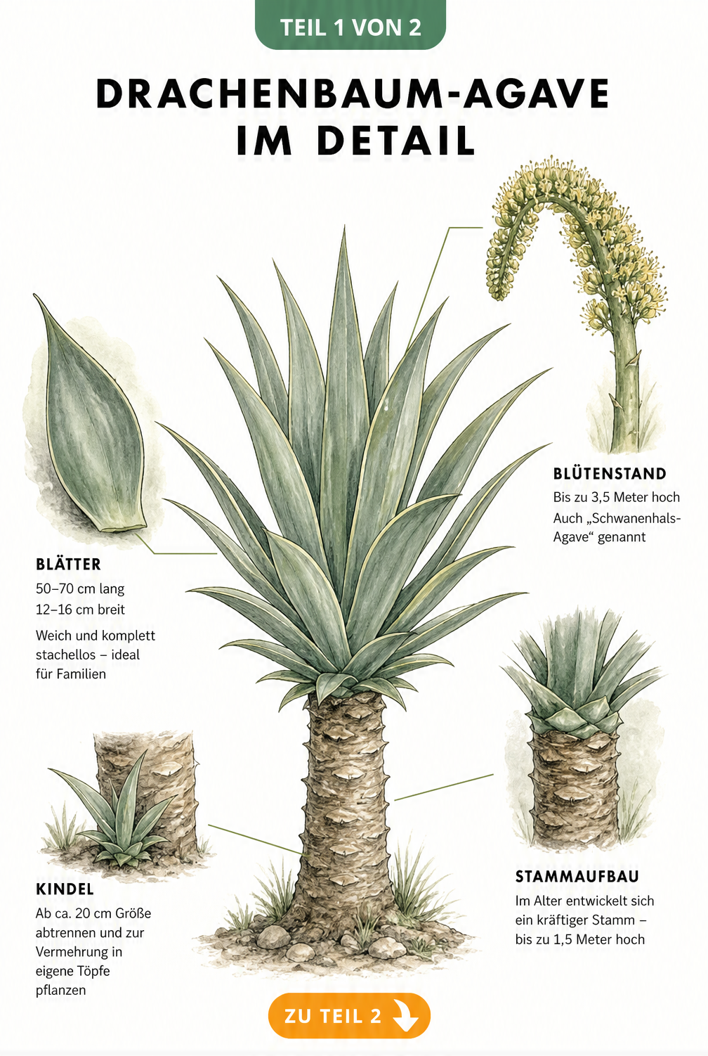 Botanische Zeichnung der Drachenbaum-Agave mit Details zu Blütenstand, Blättern, Stamm und Kindel