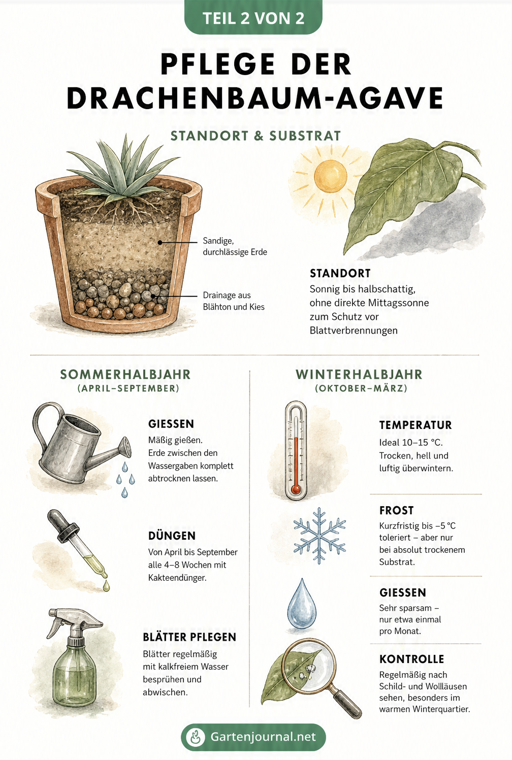 Illustration zur Pflege der Drachenbaum-Agave mit Tipps zu Standort, Substrat, Gießen und Überwintern