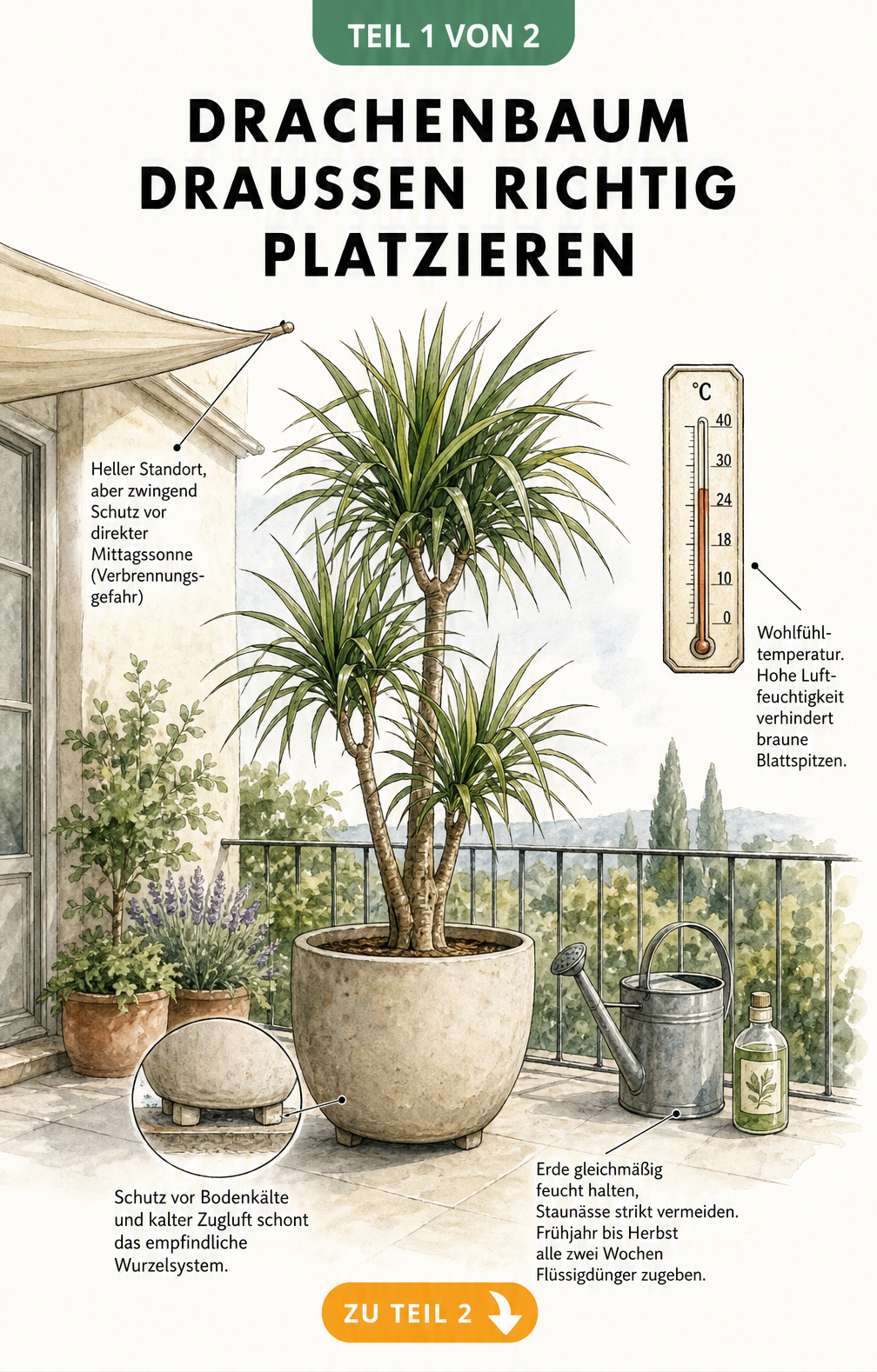 Illustration von drei Drachenbaum-Arten für draußen: Kanarischer, Gerandeter und Duftender Drachenbaum mit Hinweisen zum Winterquartier