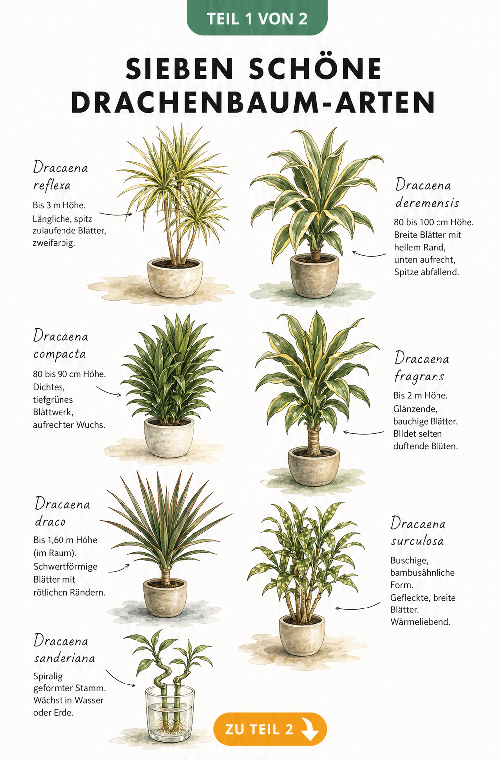 Botanische Schautafel mit sieben verschiedenen Drachenbaum-Arten und ihren spezifischen Merkmalen