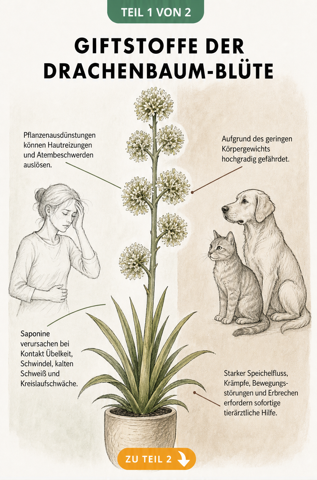 Illustration eines Drachenbaums mit Blüte und den Auswirkungen der giftigen Saponine auf Mensch, Hund und Katze