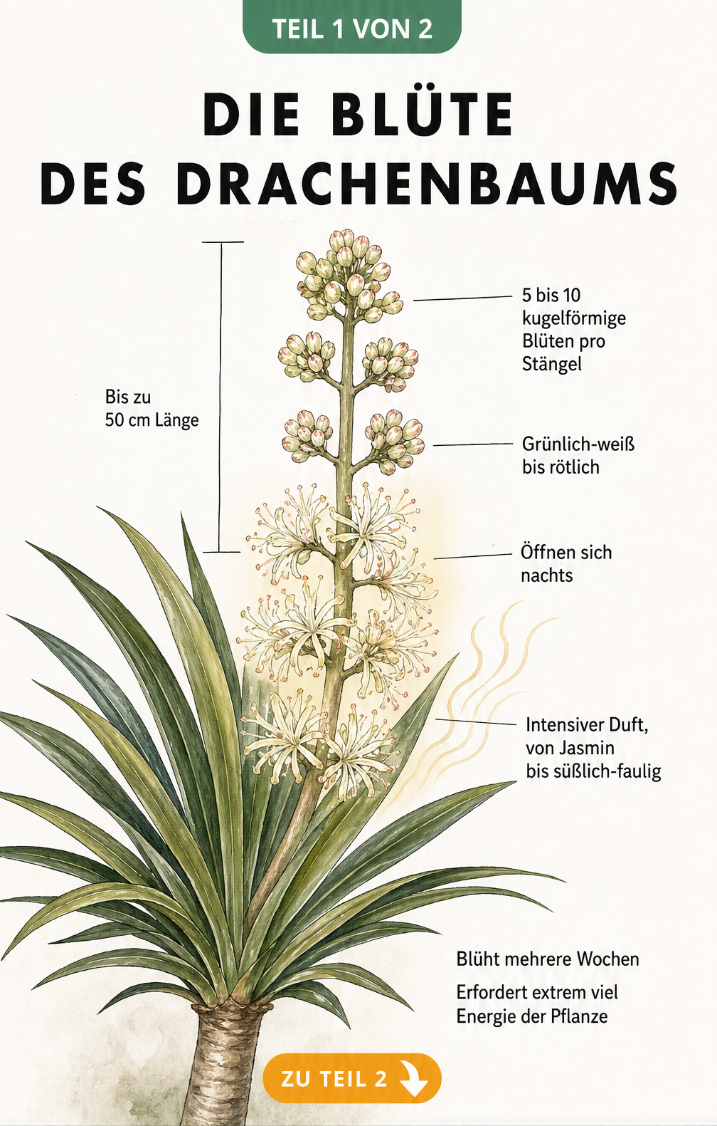 Botanische Zeichnung einer Drachenbaum-Blüte mit Details zu Länge, Farbe und Duft