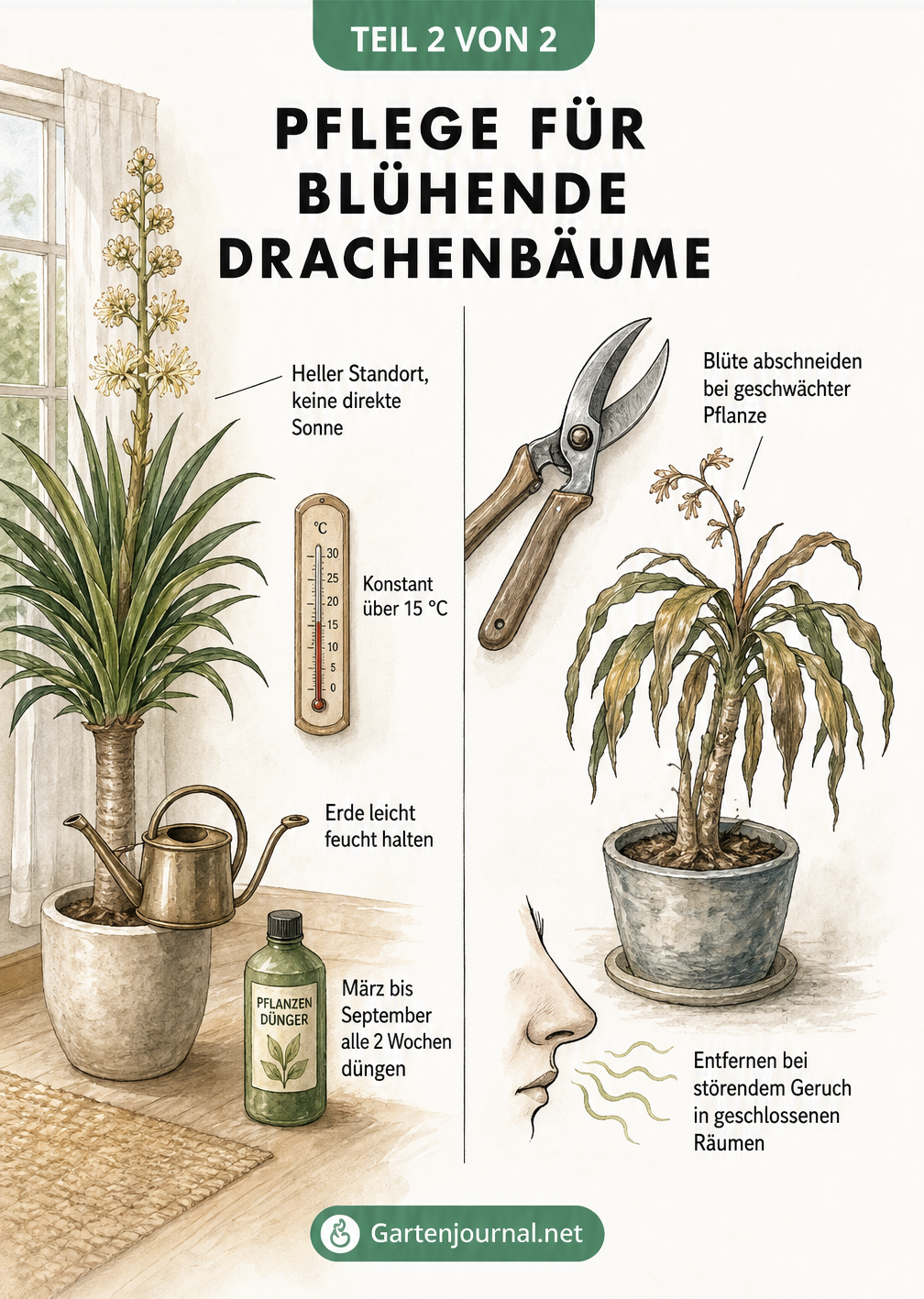 Illustration zur Pflege eines blühenden Drachenbaums und wann man die Blüte abschneiden sollte