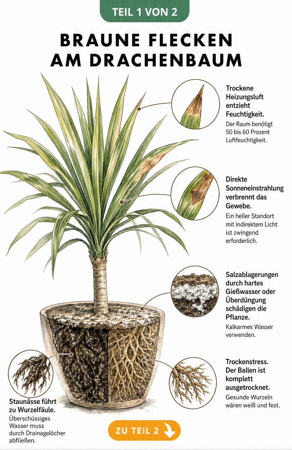 Illustration eines Drachenbaums mit braunen Flecken an den Blättern und Querschnitt des Wurzelballens