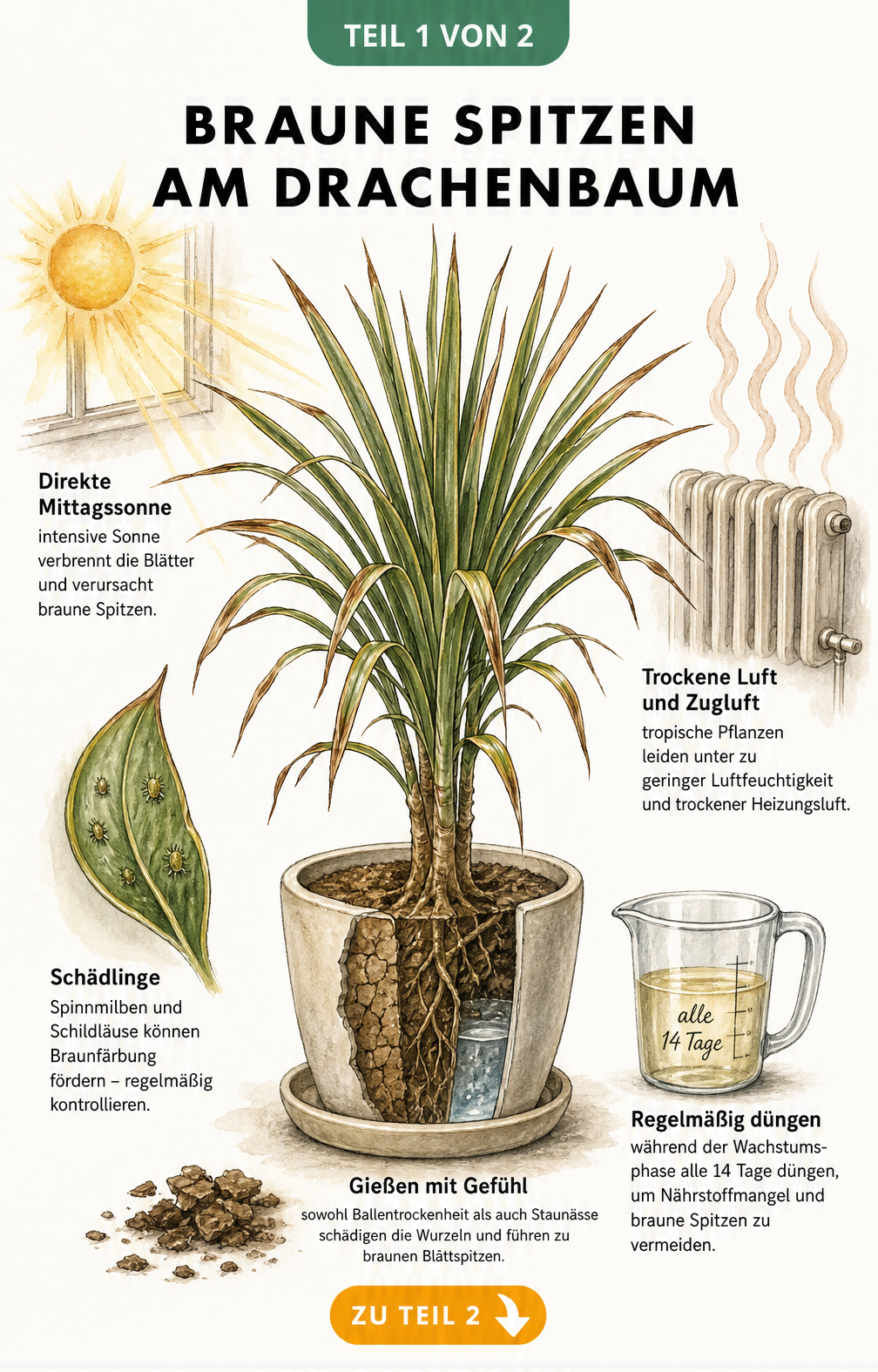 Botanische Illustration eines Drachenbaums im Topf, die Stressfaktoren wie direkte Sonne, trockene Heizungsluft, Staunässe und Schädlinge zeigt.
