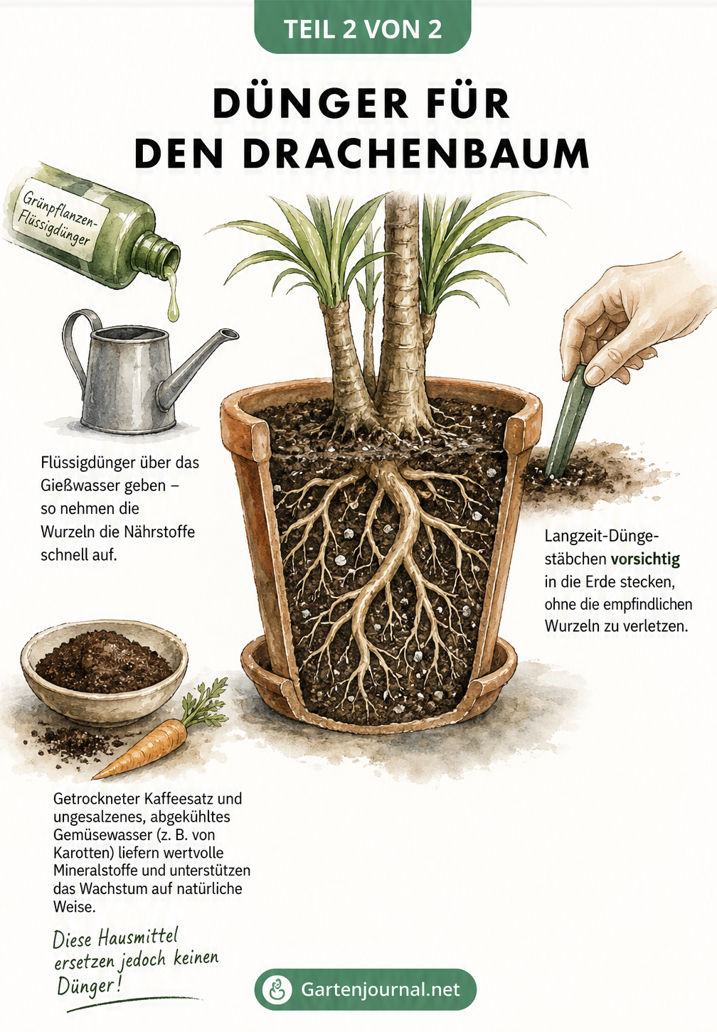 Aquarell-Illustration eines Drachenbaums im Querschnitt mit Flüssigdünger, Düngestäbchen und Hausmitteln wie Kaffeesatz
