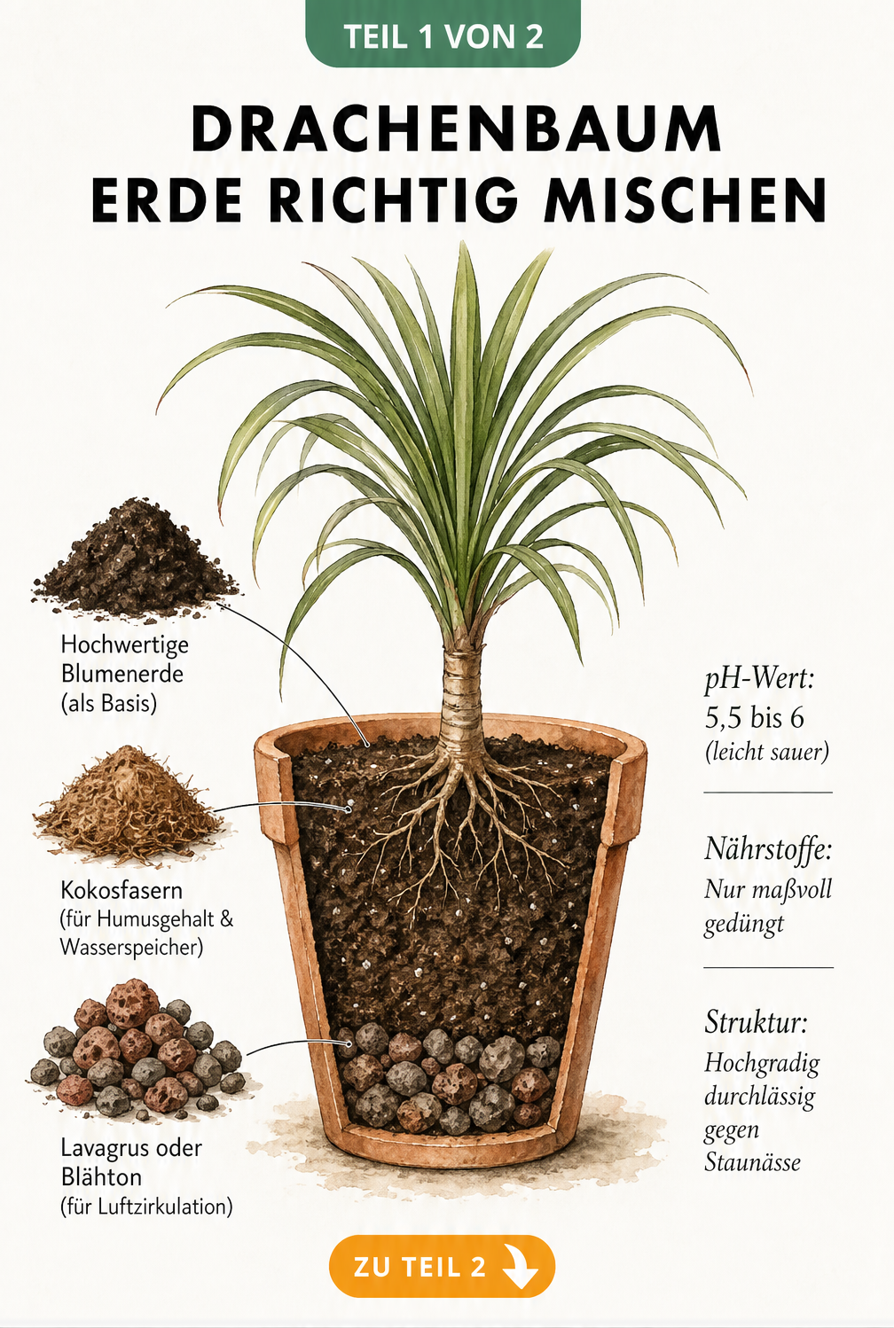 Illustration eines Drachenbaums im Querschnitt mit idealer Erdmischung aus Blumenerde, Kokosfasern und Lavagrus