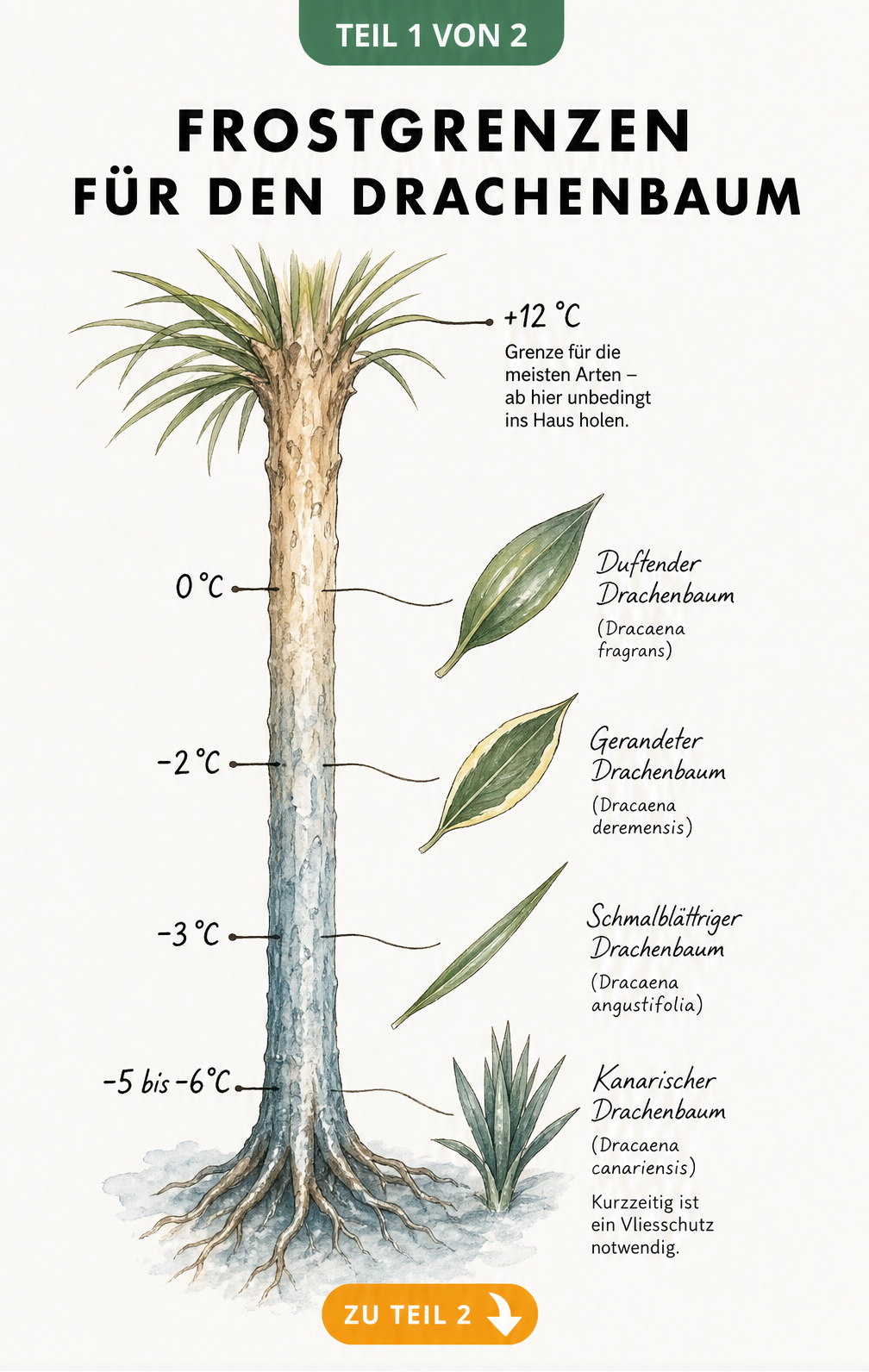 Botanische Illustration eines Drachenbaumstamms mit Temperaturachse und Frostgrenzen für verschiedene Dracaena-Arten