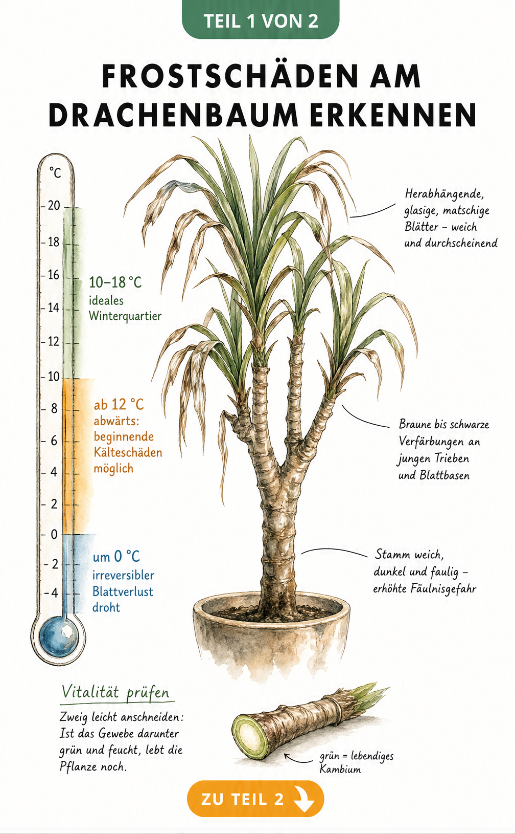 Illustration eines Drachenbaums mit Frostschäden, Thermometer mit Temperaturzonen und Detailzeichnung eines Vitalitätstests
