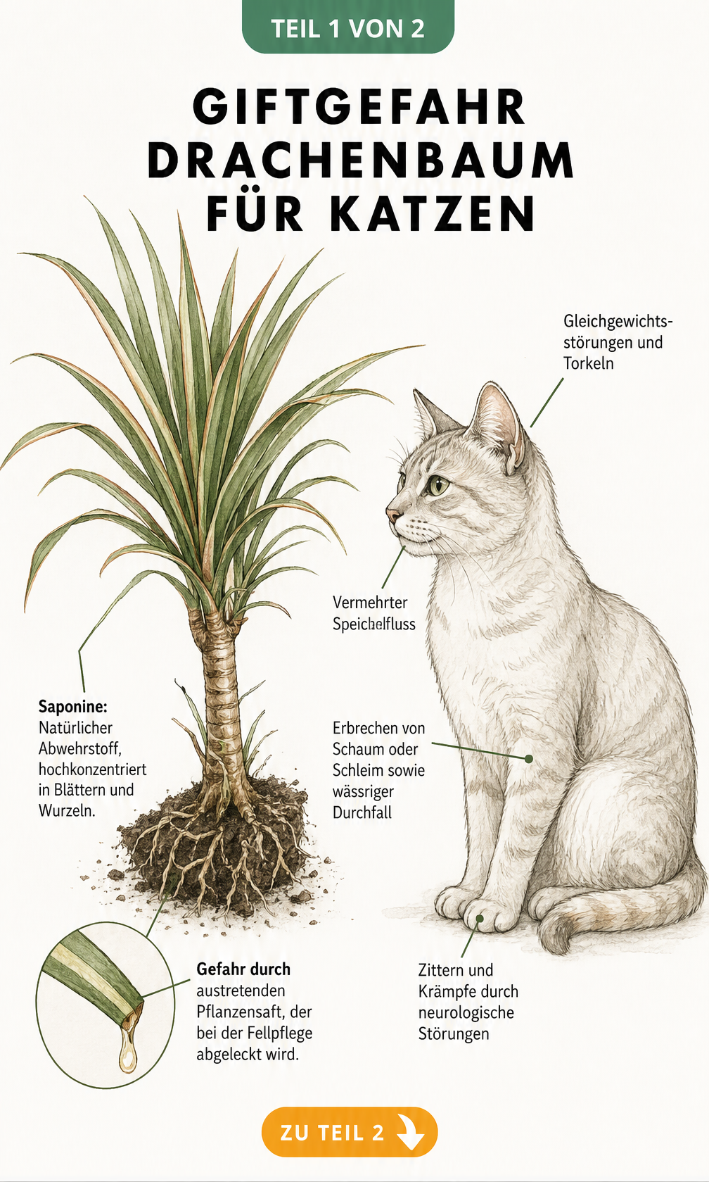 Illustration eines Drachenbaums und einer Katze mit Markierungen der Vergiftungssymptome durch Saponine