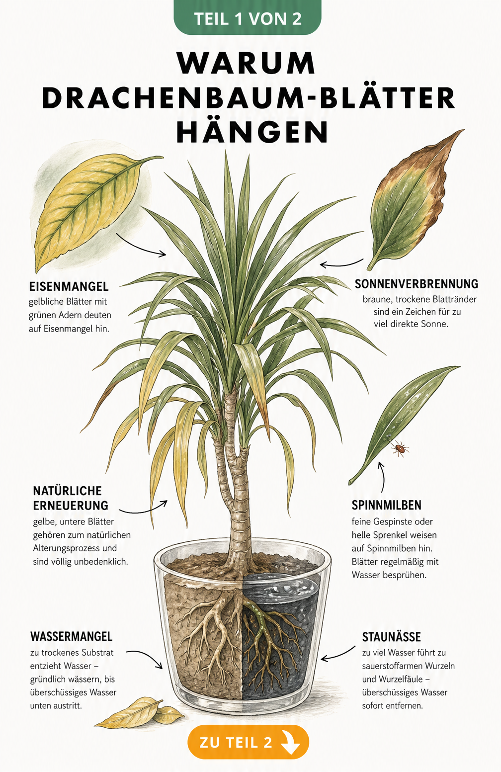 Botanische Illustration eines Drachenbaums, die Ursachen für hängende Blätter wie Wassermangel, Staunässe, Eisenmangel und Sonnenbrand zeigt.