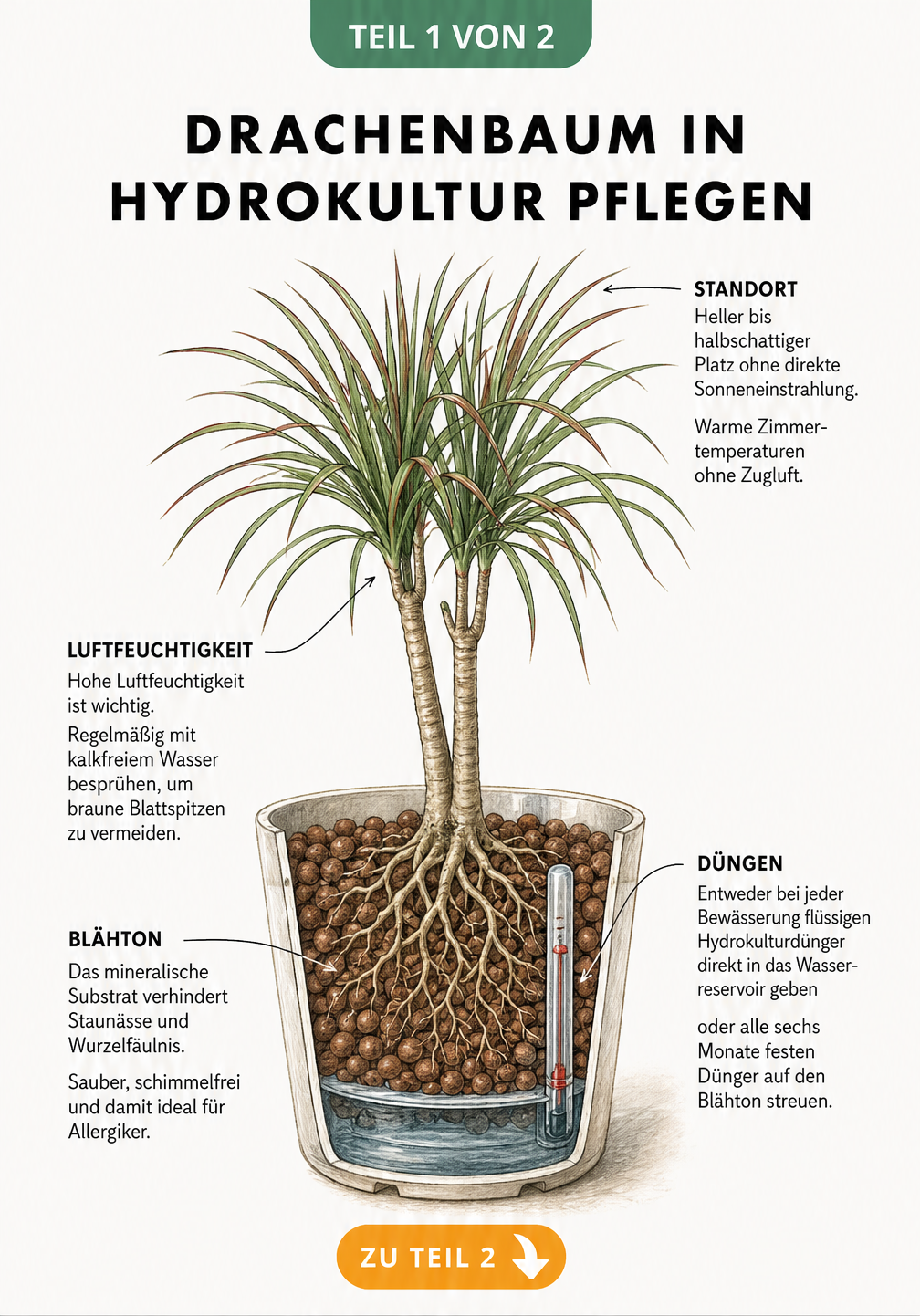 Botanische Illustration eines Drachenbaums im Querschnitt eines Hydrokultur-Topfes mit Blähton, Wasserstandsanzeiger und Pflegetipps zu Standort und Düngung.