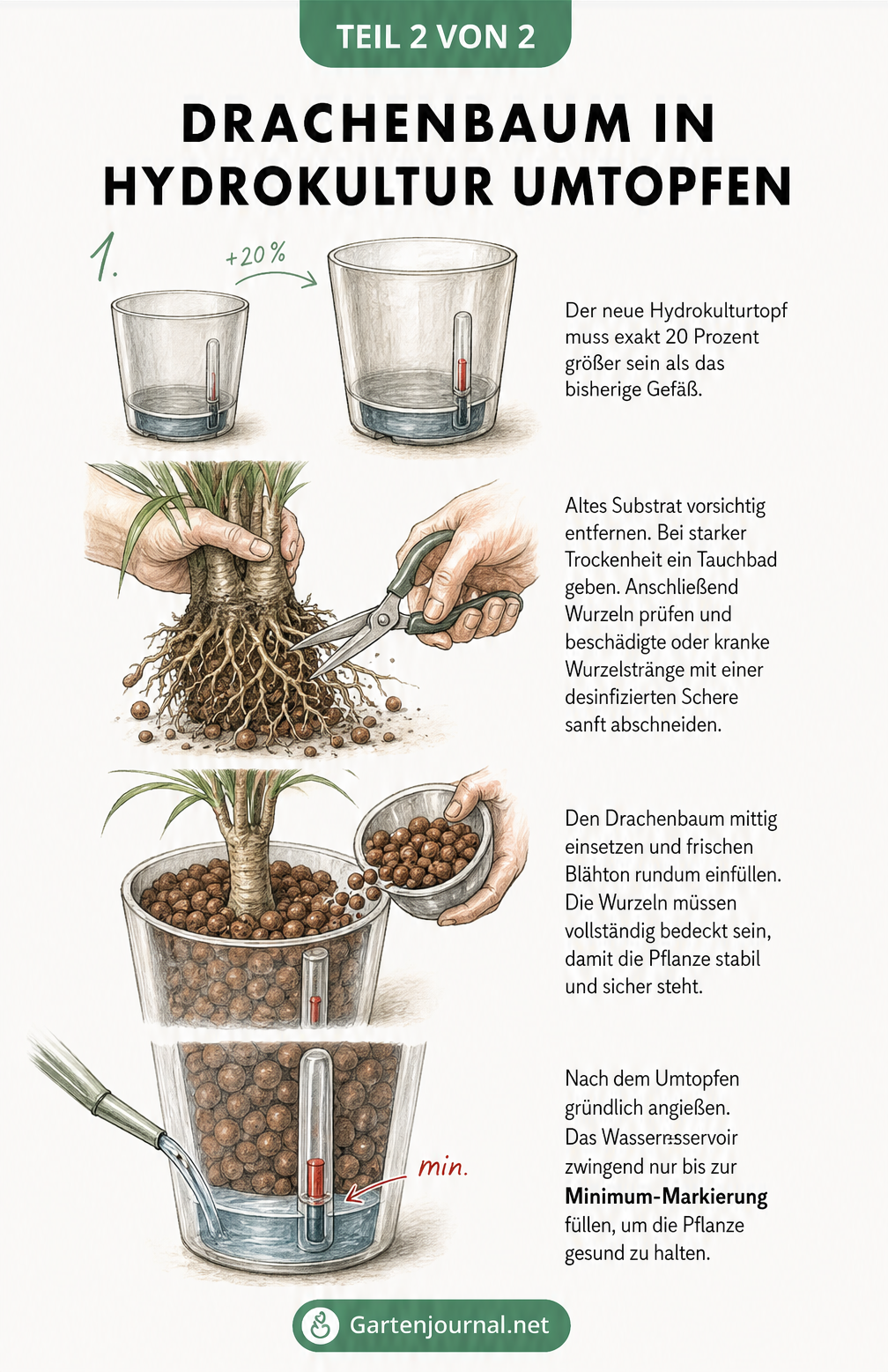 Illustration der vier Schritte zum Umtopfen eines Drachenbaums in Hydrokultur: Topfgröße wählen, Wurzeln beschneiden, in Blähton einsetzen und angießen.