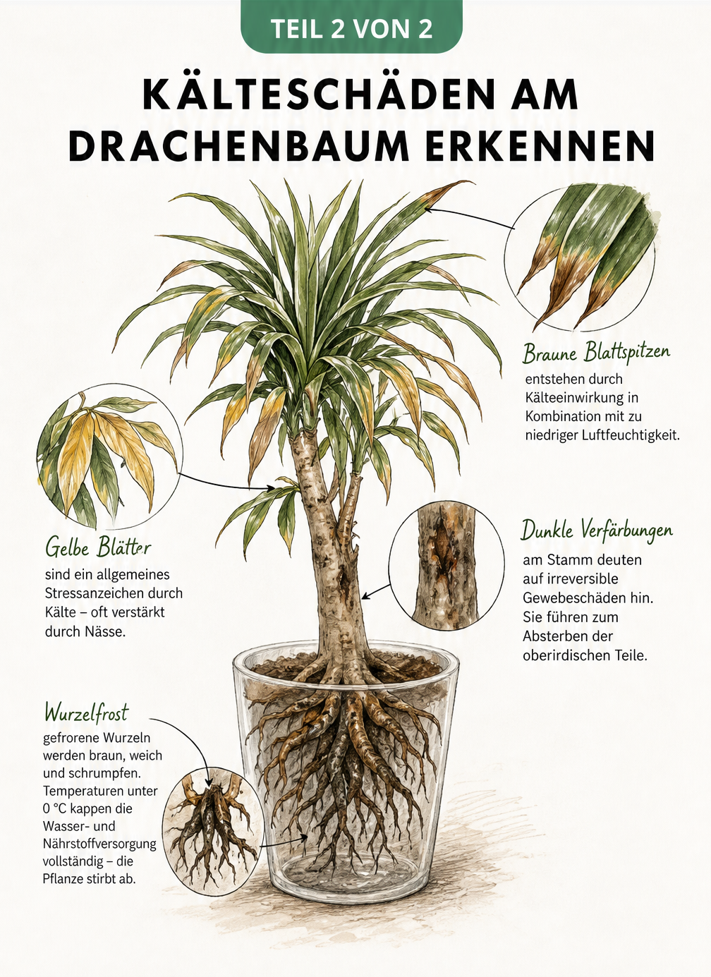 Botanische Illustration eines Drachenbaums, die typische Kälteschäden wie braune Blattspitzen, gelbe Blätter, dunkle Stammverfärbungen und geschrumpfte Wurzeln...