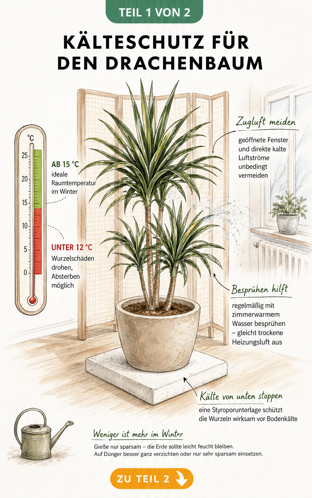 Illustration eines Drachenbaums im Topf mit Thermometer, das die ideale Raumtemperatur ab 15 Grad und kritische Kälte unter 12 Grad anzeigt, sowie Pflegetipps...
