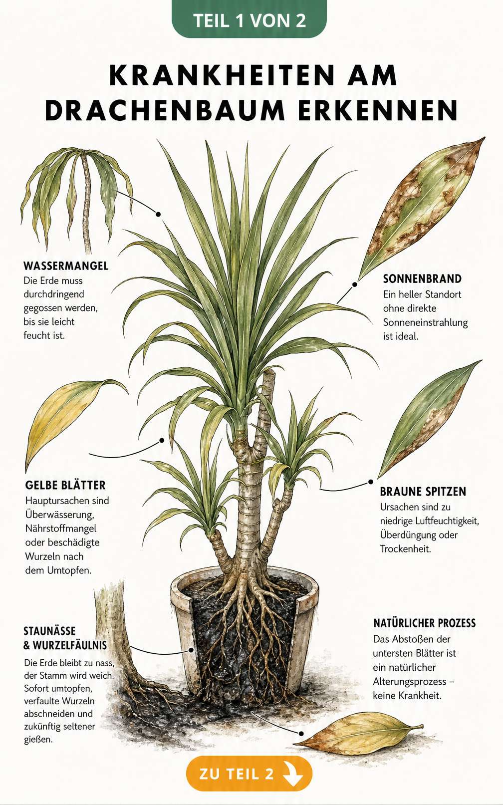 Botanische Illustration eines Drachenbaums mit Schadbildern wie hängenden Blättern, braunen Spitzen und Wurzelfäule