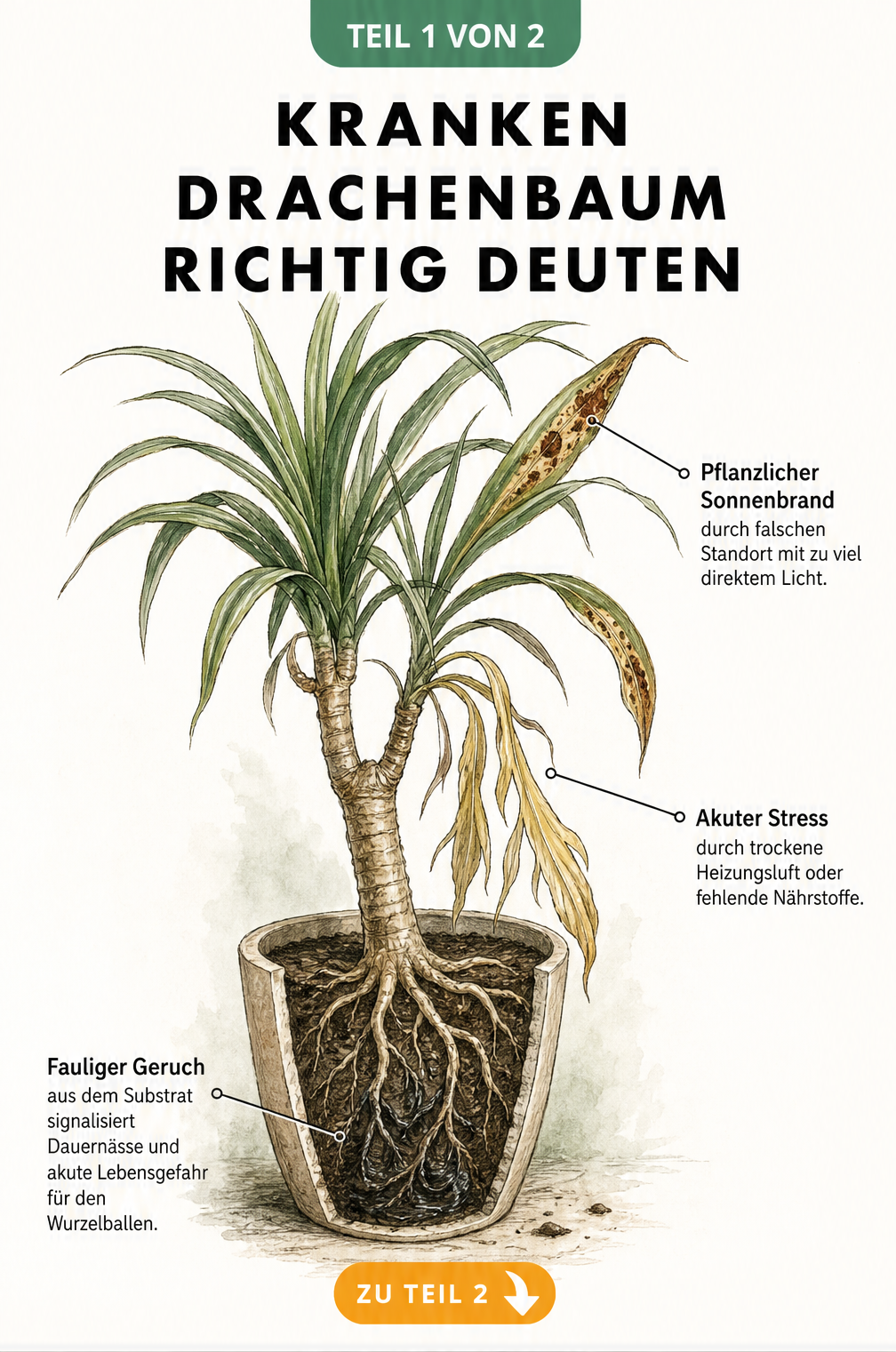 Botanische Illustration eines kranken Drachenbaums im Querschnitt-Topf mit Schadbildern wie braunen Blättern und fauligen Wurzeln