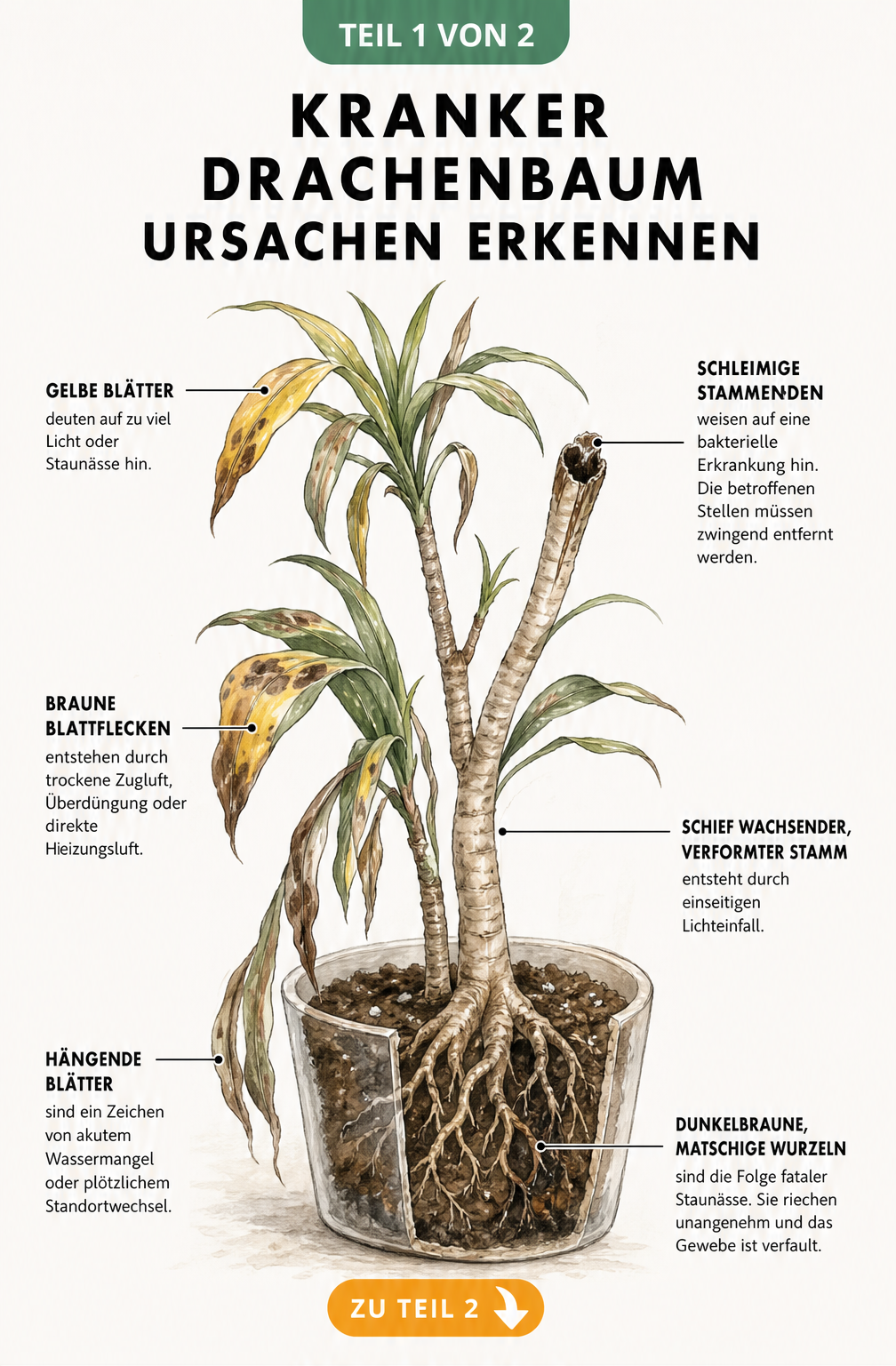 Illustration eines kranken Drachenbaums im Querschnitt mit Schadbildern wie gelben Blättern, braunen Flecken und fauligen Wurzeln