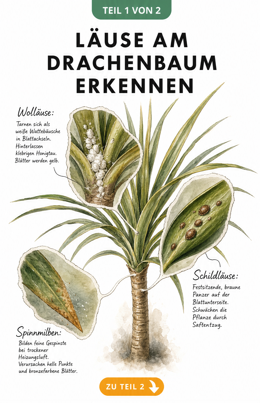 Botanische Illustration eines Drachenbaums mit Detailansichten von Wollläusen, Schildläusen und Spinnmilben