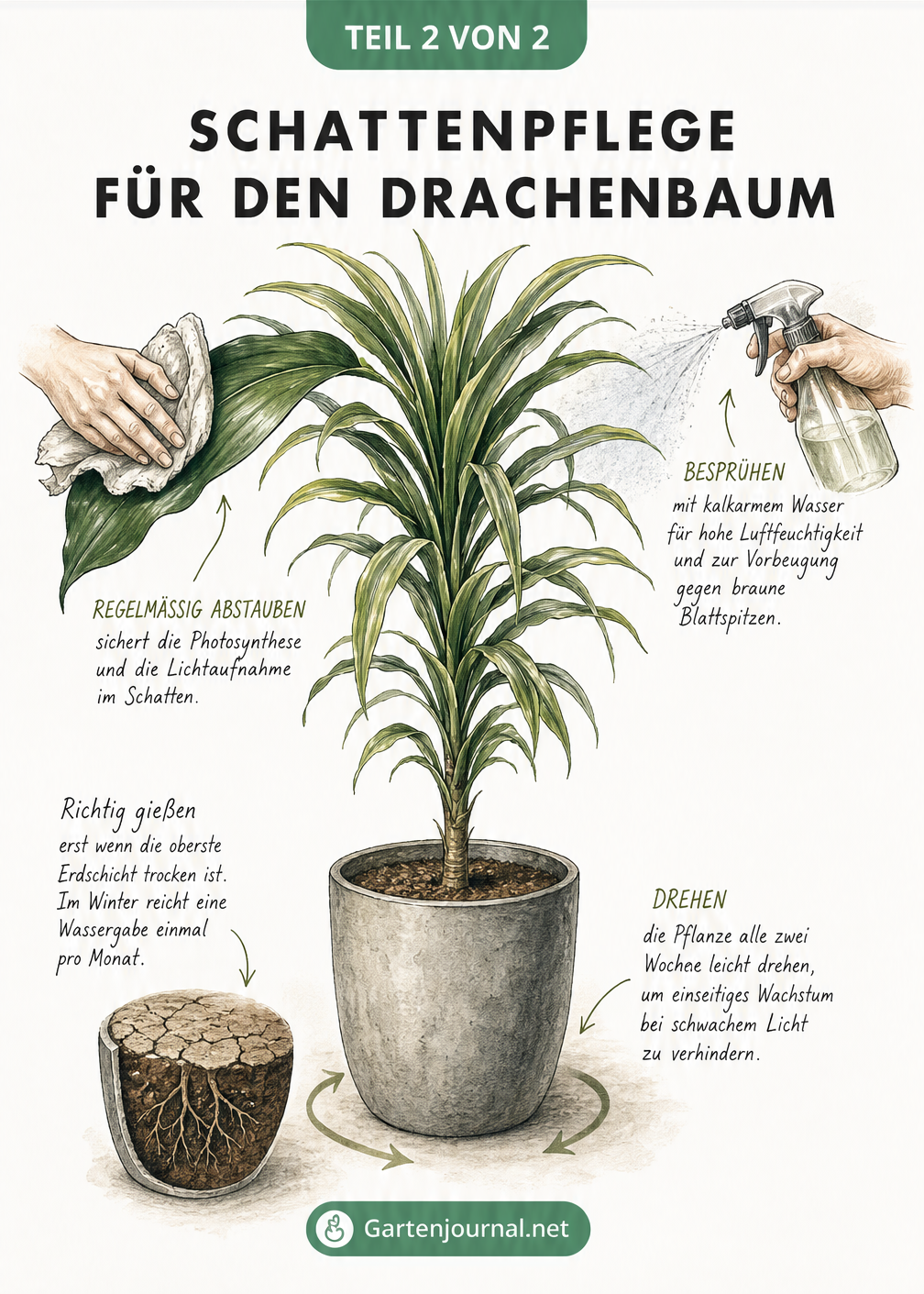 Illustration eines Drachenbaums mit vier Pflegeschritten für schattige Standorte: Gießen, Abstauben, Besprühen und Drehen.