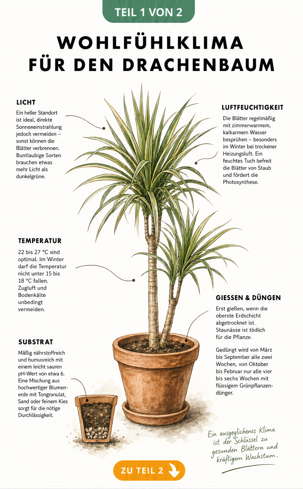 Botanische Illustration eines Drachenbaums mit Hinweisen zu Lichtbedarf, Luftfeuchtigkeit, Temperatur, Gießen und Substrat.