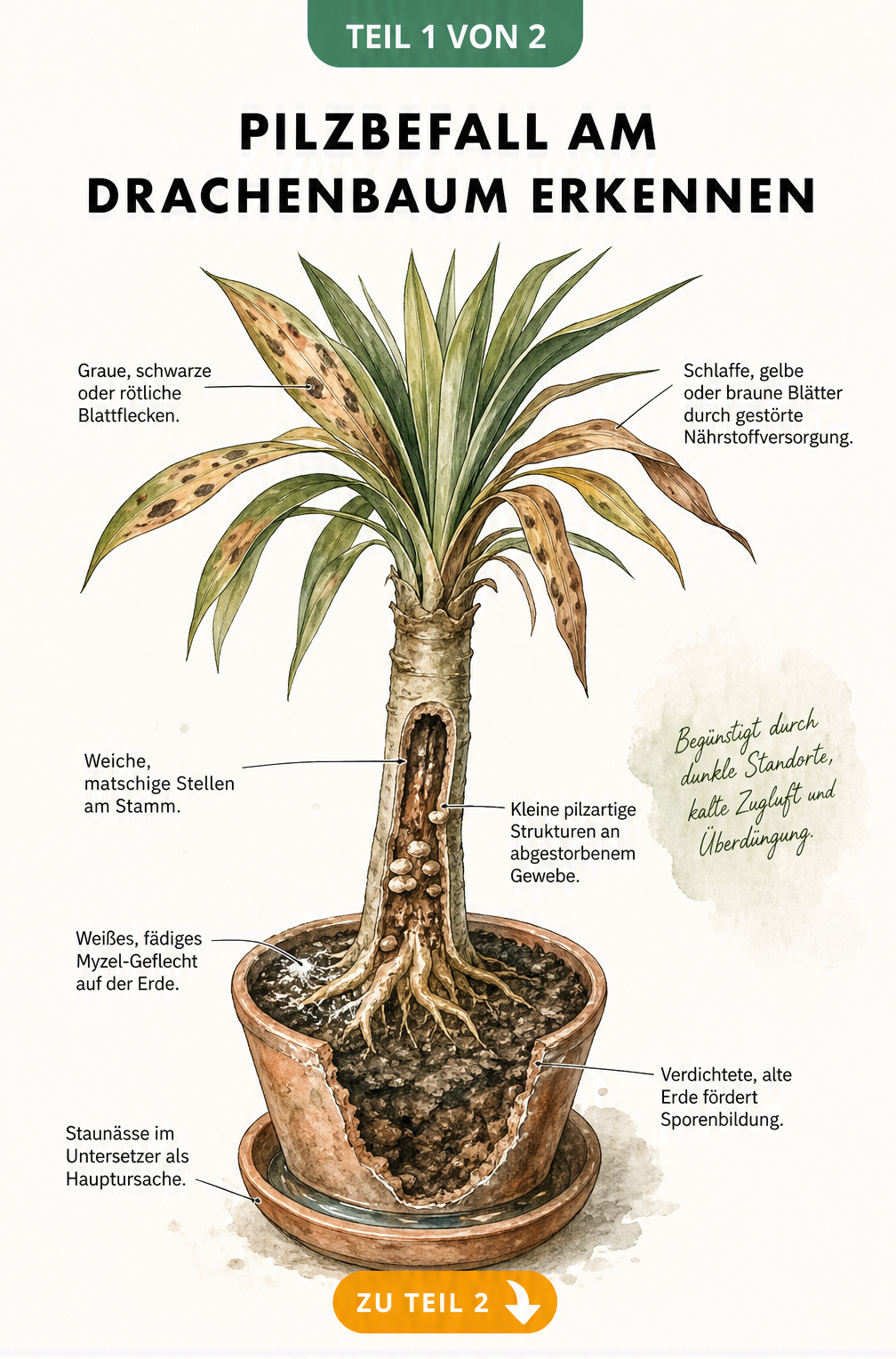Botanische Illustration eines Drachenbaums mit Pilzbefall, die verfärbte Blätter, weiche Stammstellen und Myzel auf der Erde zeigt