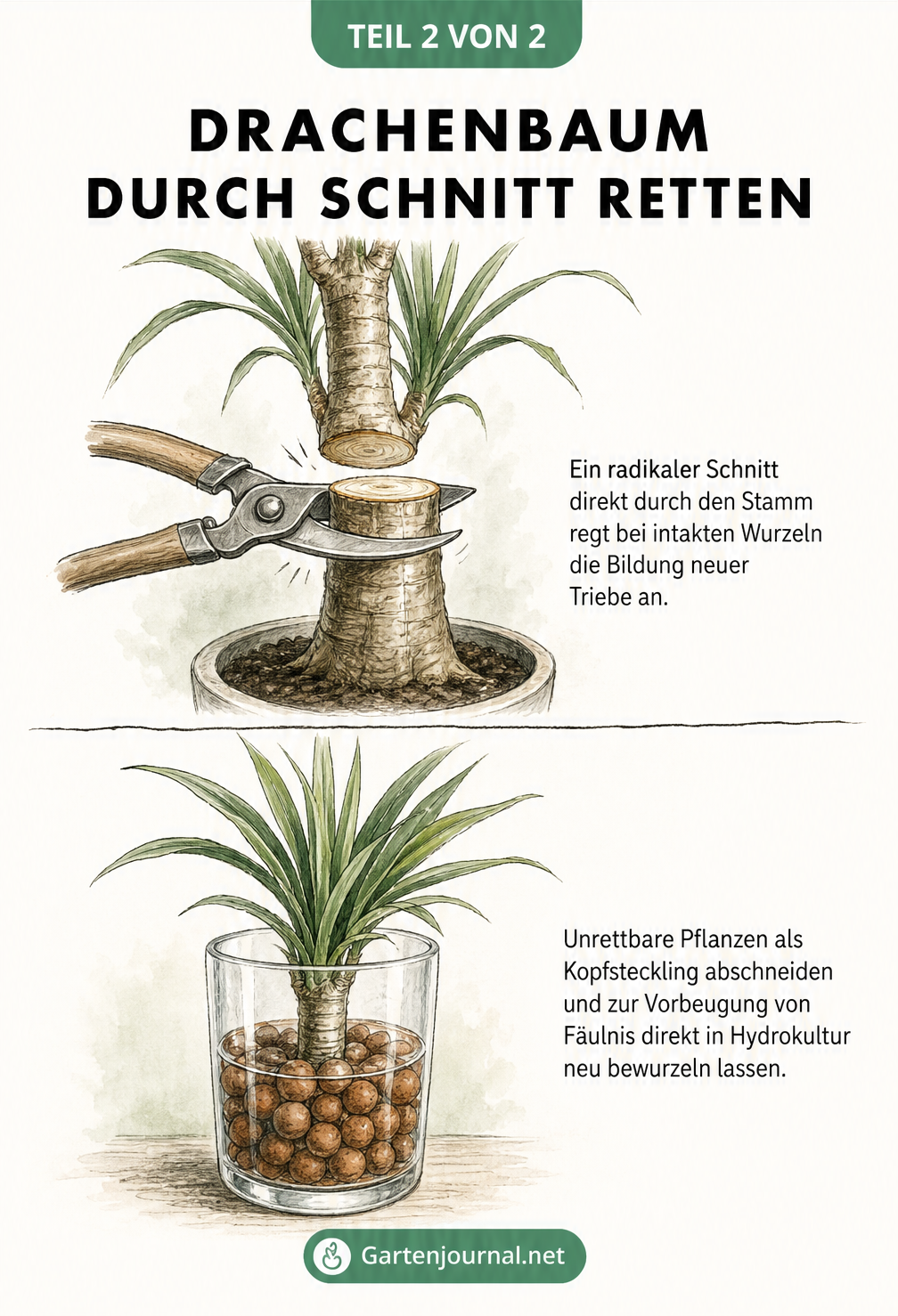 Illustration eines Drachenbaum-Rückschnitts und eines Kopfstecklings in Hydrokultur zur Rettung bei Wurzelfäule