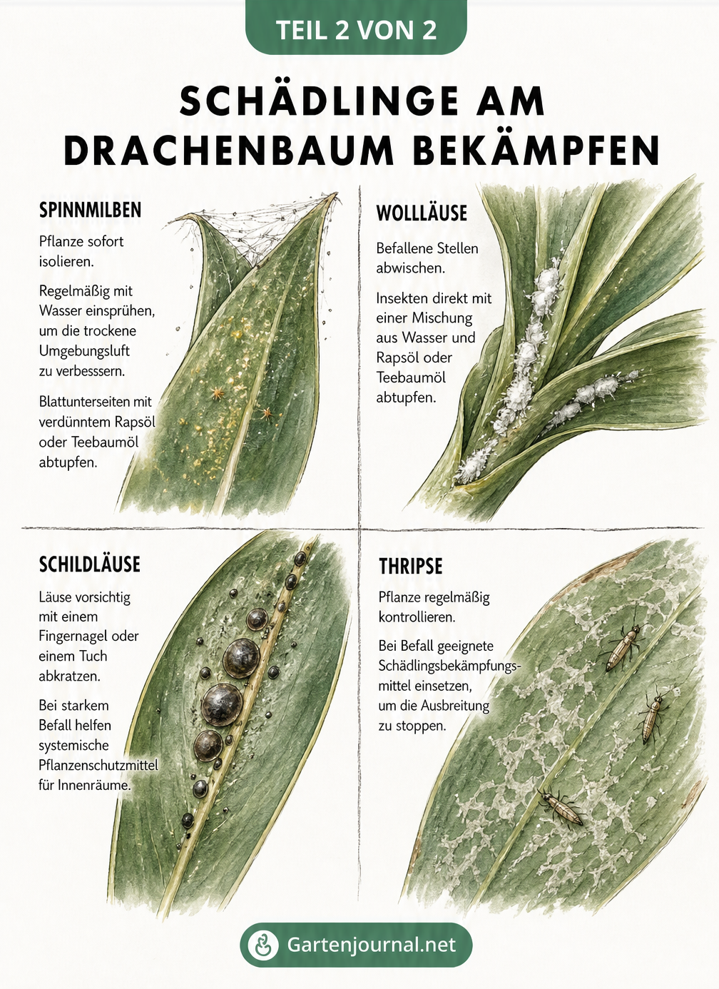 Makro-Illustration von Drachenbaumblättern mit Spinnmilben, Wollläusen, Schildläusen und Thripsen