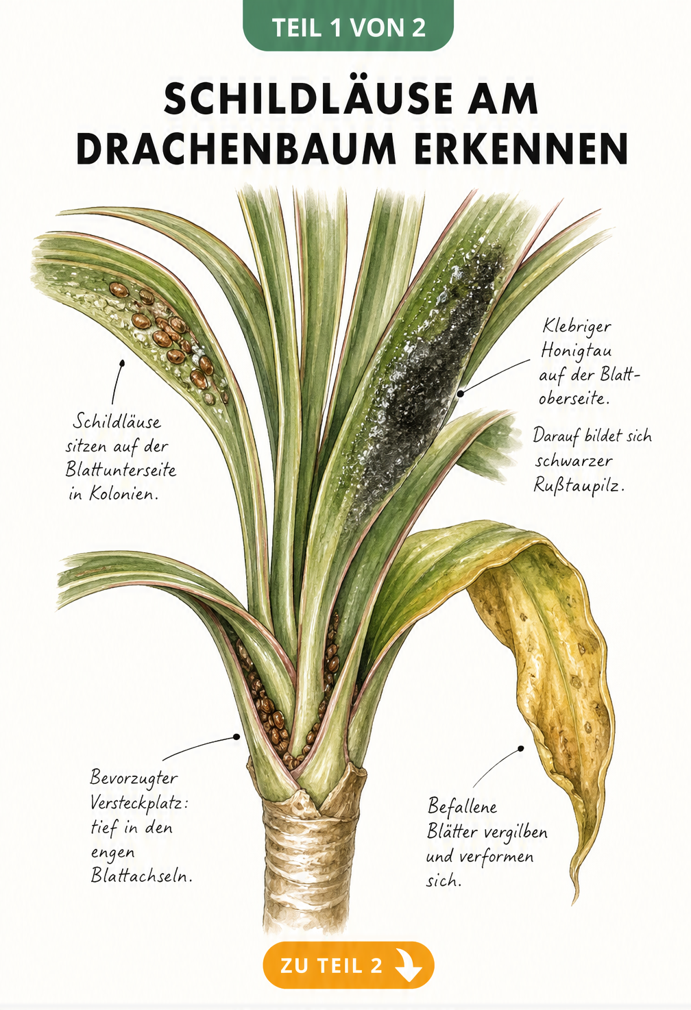 Botanische Illustration eines Drachenbaum-Triebes mit Schildläusen in den Blattachseln, Honigtau und Rußtaupilz auf den Blättern.