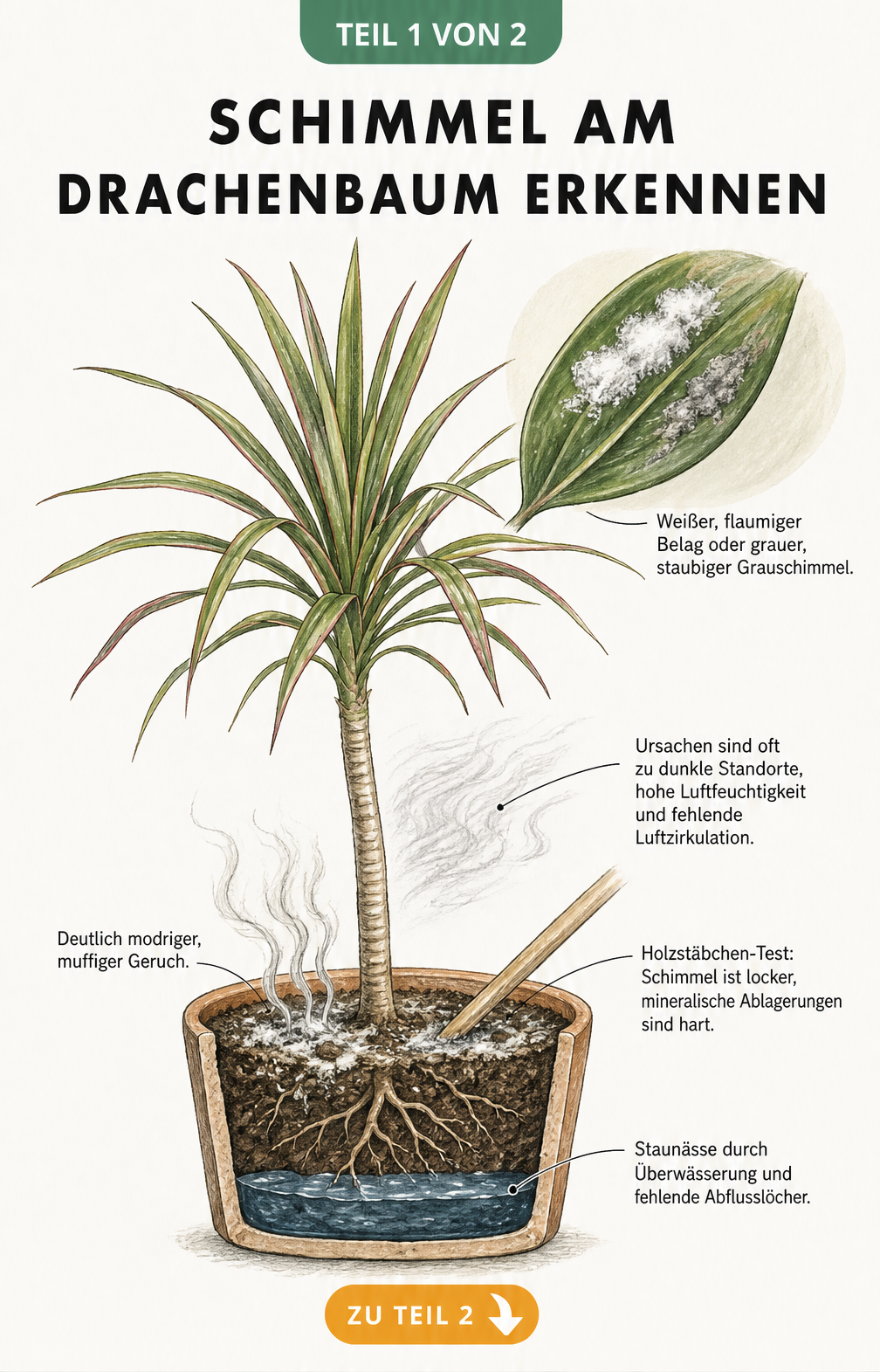 Botanische Illustration eines Drachenbaums im Topf mit Schadbildern von Schimmel an Blättern und Erde