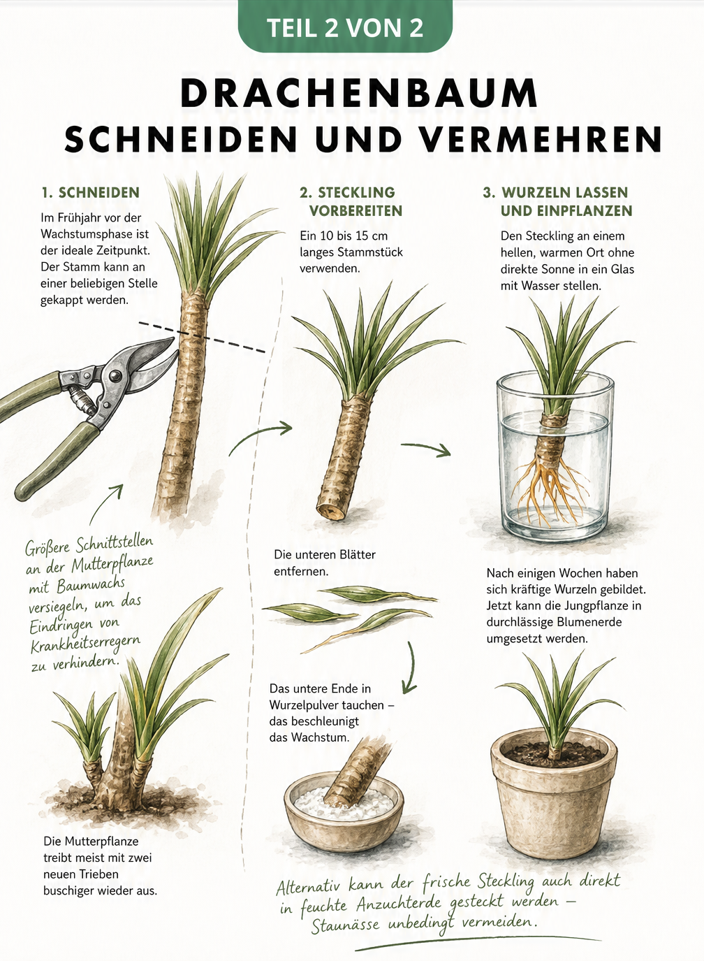 Illustration zum Schneiden und Vermehren eines Drachenbaums durch Stammstecklinge im Wasserglas.