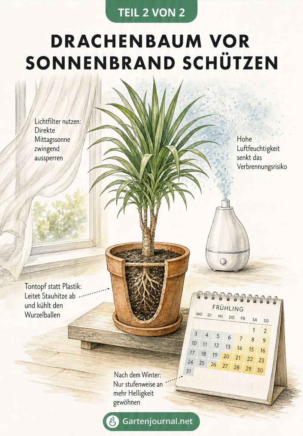 Illustration zur Rettung eines Drachenbaums mit Sonnenbrand: Vertrocknete Blätter abschneiden, nur die Erde gießen und an einen hellen, indirekten Standort...