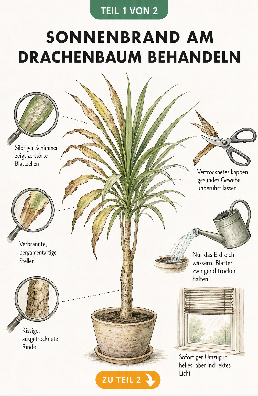 Illustration eines Drachenbaums mit Sonnenbrand-Schadbildern wie silbrigem Schimmer, verbrannten Blattspitzen und rissiger Rinde