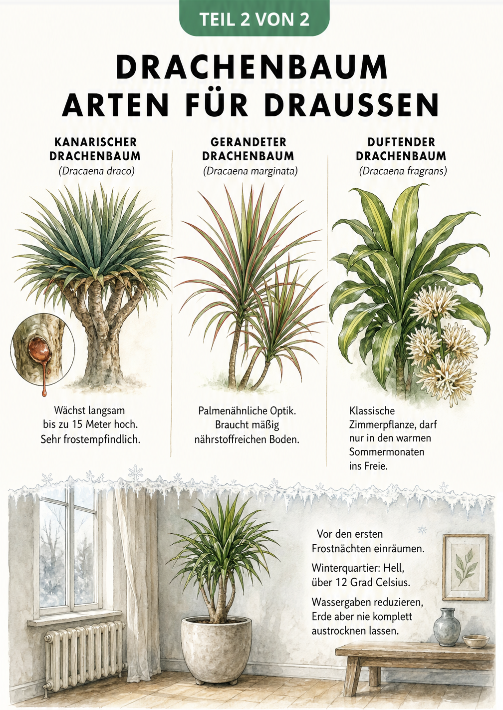 Schnittzeichnung einer Terrasse mit einem Drachenbaum im Kübel, die den idealen Standort, Temperatur und Pflegehinweise zeigt
