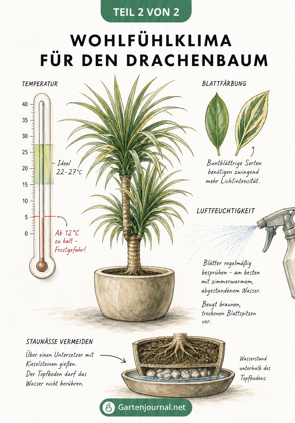 Botanische Skizze eines Drachenbaums mit Hinweisen zu Temperatur, Luftfeuchtigkeit und Blattfärbung.